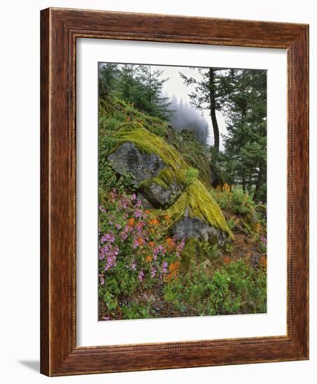 USA, Oregon, Mt. Hood NF. Hillside of Trees and Wildflowers-Steve Terrill-Framed Photographic Print