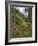 USA, Oregon, Mt. Hood NF. Hillside of Trees and Wildflowers-Steve Terrill-Framed Photographic Print