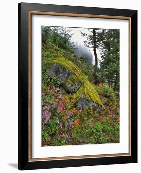 USA, Oregon, Mt. Hood NF. Hillside of Trees and Wildflowers-Steve Terrill-Framed Photographic Print