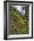 USA, Oregon, Mt. Hood NF. Hillside of Trees and Wildflowers-Steve Terrill-Framed Photographic Print