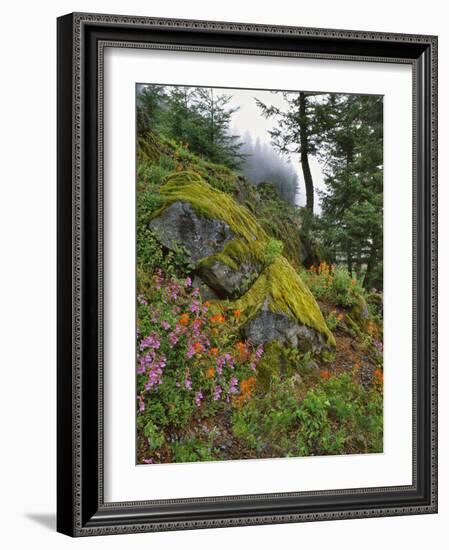 USA, Oregon, Mt. Hood NF. Hillside of Trees and Wildflowers-Steve Terrill-Framed Photographic Print