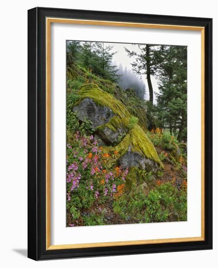 USA, Oregon, Mt. Hood NF. Hillside of Trees and Wildflowers-Steve Terrill-Framed Photographic Print