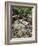 USA, Oregon, Mt. Hood NF. Manzanita Plant on Bed of Moss-Steve Terrill-Framed Photographic Print