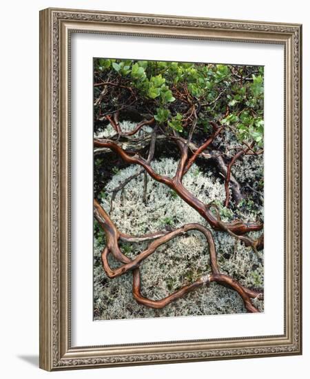 USA, Oregon, Mt. Hood NF. Manzanita Plant on Bed of Moss-Steve Terrill-Framed Photographic Print