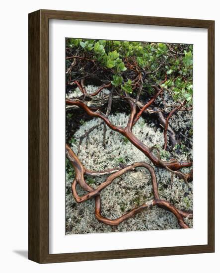 USA, Oregon, Mt. Hood NF. Manzanita Plant on Bed of Moss-Steve Terrill-Framed Photographic Print