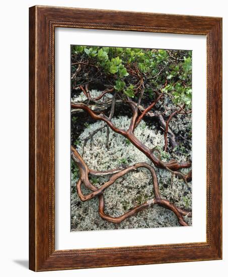 USA, Oregon, Mt. Hood NF. Manzanita Plant on Bed of Moss-Steve Terrill-Framed Photographic Print