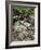 USA, Oregon, Mt. Hood NF. Manzanita Plant on Bed of Moss-Steve Terrill-Framed Photographic Print