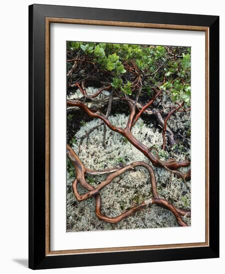 USA, Oregon, Mt. Hood NF. Manzanita Plant on Bed of Moss-Steve Terrill-Framed Photographic Print