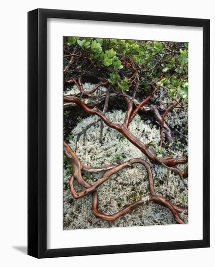 USA, Oregon, Mt. Hood NF. Manzanita Plant on Bed of Moss-Steve Terrill-Framed Photographic Print