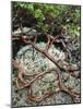 USA, Oregon, Mt. Hood NF. Manzanita Plant on Bed of Moss-Steve Terrill-Mounted Photographic Print