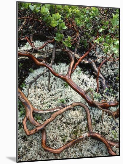 USA, Oregon, Mt. Hood NF. Manzanita Plant on Bed of Moss-Steve Terrill-Mounted Photographic Print