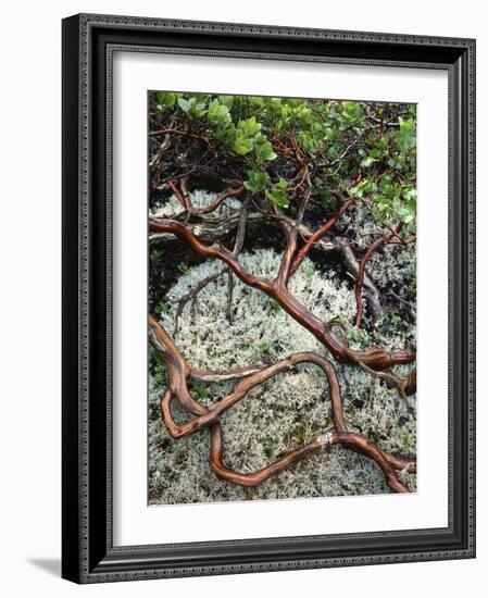 USA, Oregon, Mt. Hood NF. Manzanita Plant on Bed of Moss-Steve Terrill-Framed Photographic Print