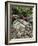 USA, Oregon, Mt. Hood NF. Manzanita Plant on Bed of Moss-Steve Terrill-Framed Photographic Print