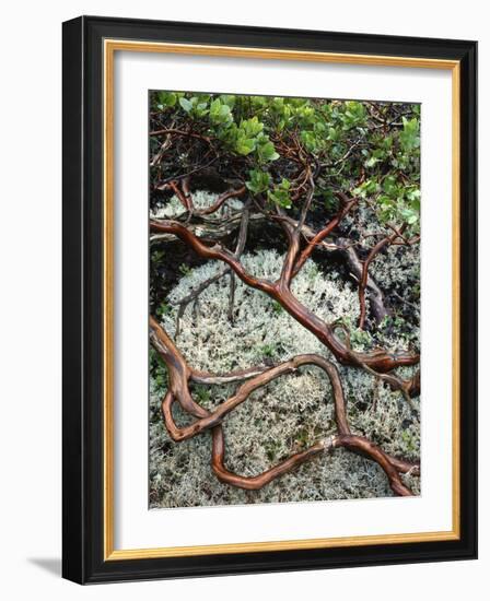 USA, Oregon, Mt. Hood NF. Manzanita Plant on Bed of Moss-Steve Terrill-Framed Photographic Print