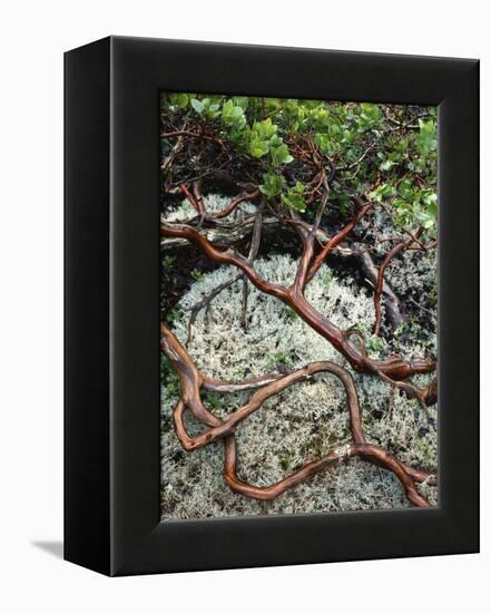 USA, Oregon, Mt. Hood NF. Manzanita Plant on Bed of Moss-Steve Terrill-Framed Premier Image Canvas