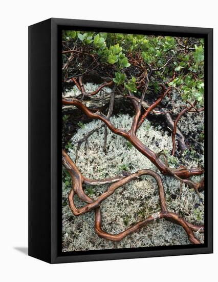 USA, Oregon, Mt. Hood NF. Manzanita Plant on Bed of Moss-Steve Terrill-Framed Premier Image Canvas