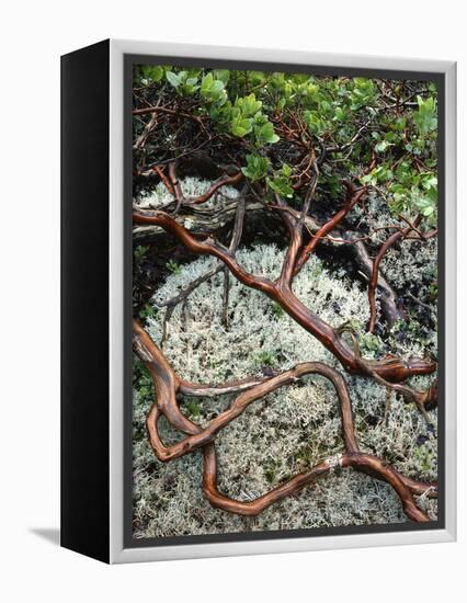 USA, Oregon, Mt. Hood NF. Manzanita Plant on Bed of Moss-Steve Terrill-Framed Premier Image Canvas