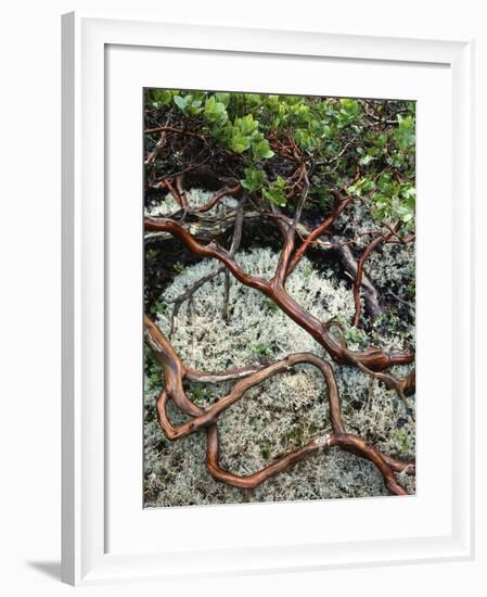 USA, Oregon, Mt. Hood NF. Manzanita Plant on Bed of Moss-Steve Terrill-Framed Photographic Print