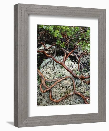 USA, Oregon, Mt. Hood NF. Manzanita Plant on Bed of Moss-Steve Terrill-Framed Photographic Print