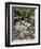 USA, Oregon, Mt. Hood NF. Manzanita Plant on Bed of Moss-Steve Terrill-Framed Photographic Print