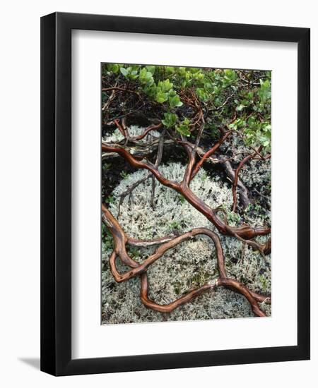 USA, Oregon, Mt. Hood NF. Manzanita Plant on Bed of Moss-Steve Terrill-Framed Photographic Print