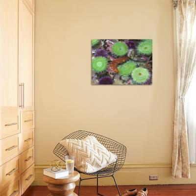 Usa Oregon Newport Green Sea Anemones And Orange Sea Slug In Tide Pool Exhibit Photographic Print By Jaynes Gallery Art Com