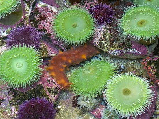 Usa Oregon Newport Green Sea Anemones And Orange Sea Slug In Tide Pool Exhibit Photographic Print By Jaynes Gallery Art Com