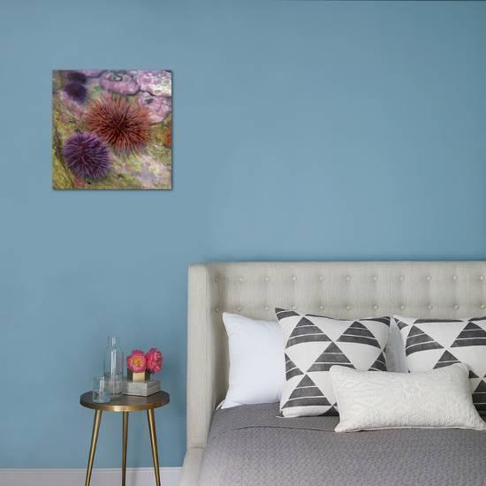 Usa Oregon Newport Sea Urchins In A Tide Pool Exhibit Photographic Print By Jaynes Gallery Art Com
