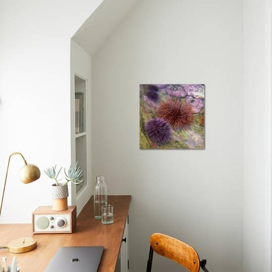 Usa Oregon Newport Sea Urchins In A Tide Pool Exhibit Photographic Print By Jaynes Gallery Art Com