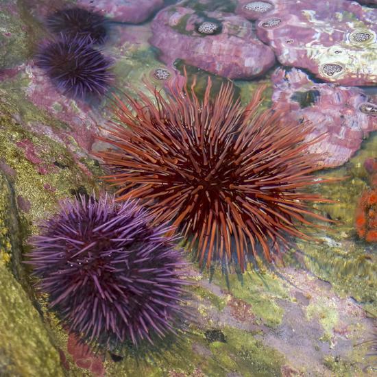 Usa Oregon Newport Sea Urchins In A Tide Pool Exhibit Photographic Print By Jaynes Gallery Art Com