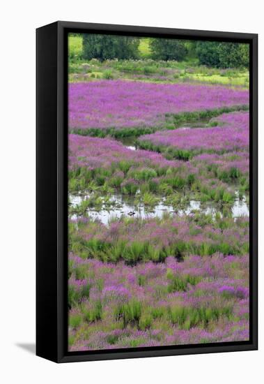 USA, Oregon, Oaks Bottom. Purple Loosestrife Flowers in Marsh-Steve Terrill-Framed Premier Image Canvas