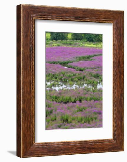 USA, Oregon, Oaks Bottom. Purple Loosestrife Flowers in Marsh-Steve Terrill-Framed Photographic Print