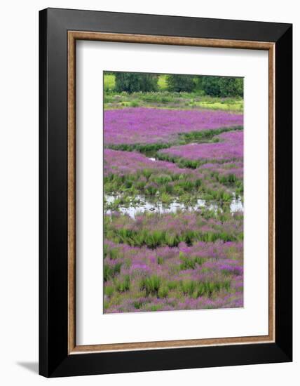 USA, Oregon, Oaks Bottom. Purple Loosestrife Flowers in Marsh-Steve Terrill-Framed Photographic Print