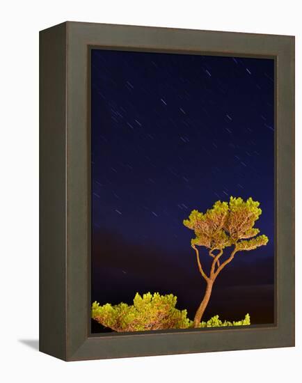 USA, Oregon, Oceanside. Pine Tree Against Star Trails-Steve Terrill-Framed Premier Image Canvas