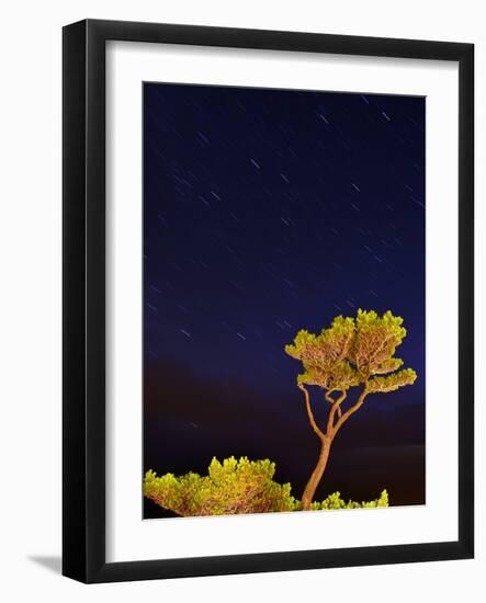 USA, Oregon, Oceanside. Pine Tree Against Star Trails-Steve Terrill-Framed Photographic Print