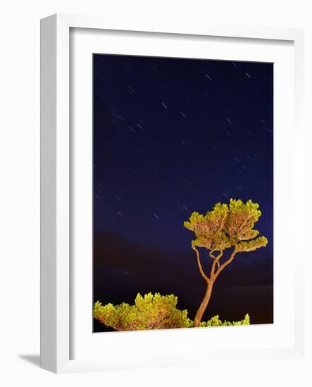 USA, Oregon, Oceanside. Pine Tree Against Star Trails-Steve Terrill-Framed Photographic Print