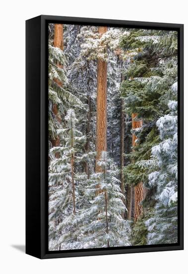 USA, Oregon, Ochoco Mountains. Snowy pine forest in winter.-Jaynes Gallery-Framed Premier Image Canvas