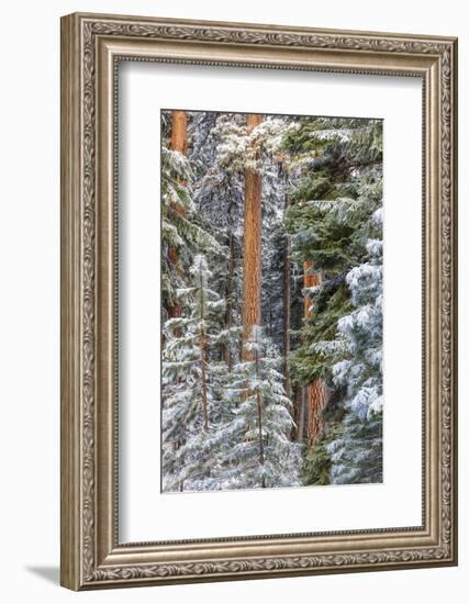 USA, Oregon, Ochoco Mountains. Snowy pine forest in winter.-Jaynes Gallery-Framed Photographic Print