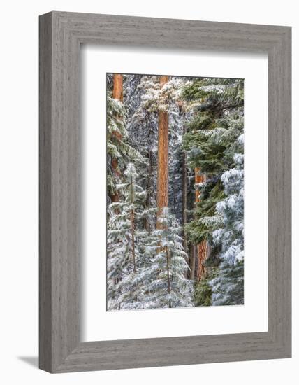 USA, Oregon, Ochoco Mountains. Snowy pine forest in winter.-Jaynes Gallery-Framed Photographic Print