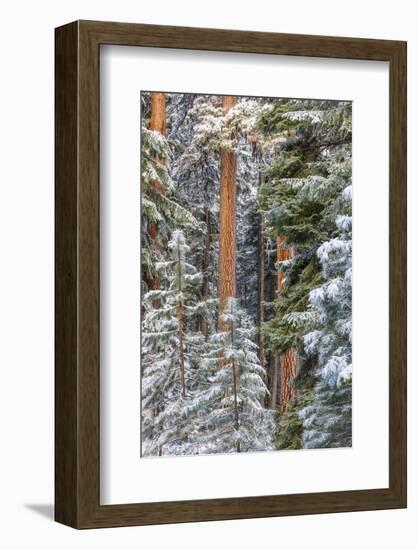 USA, Oregon, Ochoco Mountains. Snowy pine forest in winter.-Jaynes Gallery-Framed Photographic Print