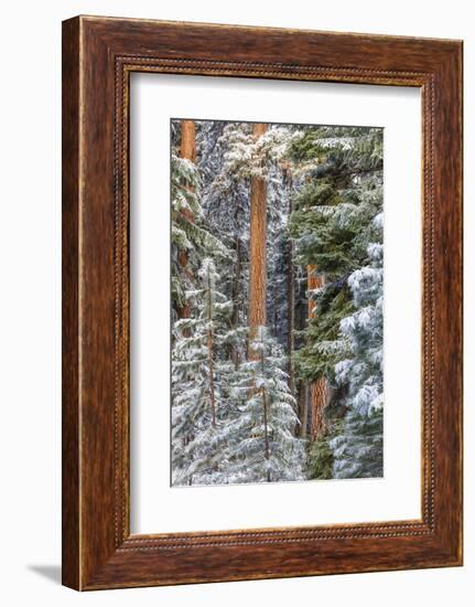 USA, Oregon, Ochoco Mountains. Snowy pine forest in winter.-Jaynes Gallery-Framed Photographic Print