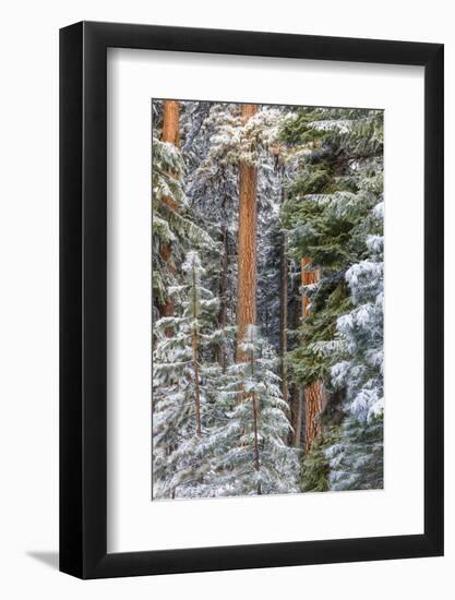 USA, Oregon, Ochoco Mountains. Snowy pine forest in winter.-Jaynes Gallery-Framed Photographic Print