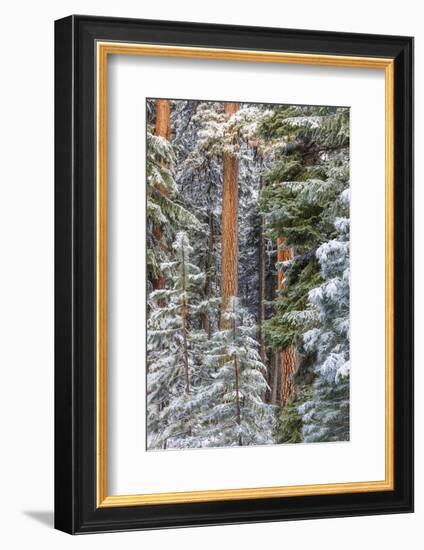 USA, Oregon, Ochoco Mountains. Snowy pine forest in winter.-Jaynes Gallery-Framed Photographic Print