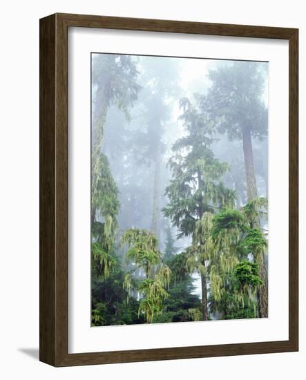 USA, Oregon, Old-Growth Douglas Fir Tree in the Rainforest-Jaynes Gallery-Framed Photographic Print