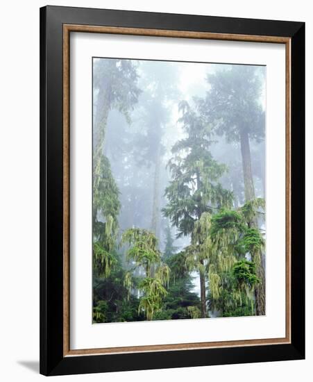 USA, Oregon, Old-Growth Douglas Fir Tree in the Rainforest-Jaynes Gallery-Framed Photographic Print