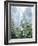 USA, Oregon, Old-Growth Douglas Fir Tree in the Rainforest-Jaynes Gallery-Framed Photographic Print