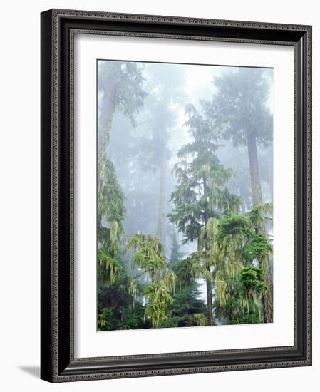 USA, Oregon, Old-Growth Douglas Fir Tree in the Rainforest-Jaynes Gallery-Framed Photographic Print