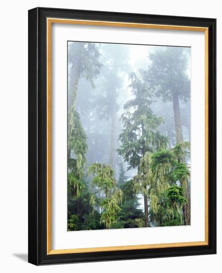 USA, Oregon, Old-Growth Douglas Fir Tree in the Rainforest-Jaynes Gallery-Framed Photographic Print