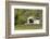 USA, Oregon, Philomath. Harris Bridge Vineyard by the Covered Bridge-Janis Miglavs-Framed Photographic Print