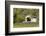 USA, Oregon, Philomath. Harris Bridge Vineyard by the Covered Bridge-Janis Miglavs-Framed Photographic Print